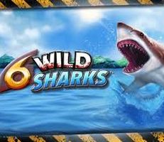 6 Wild Sharks